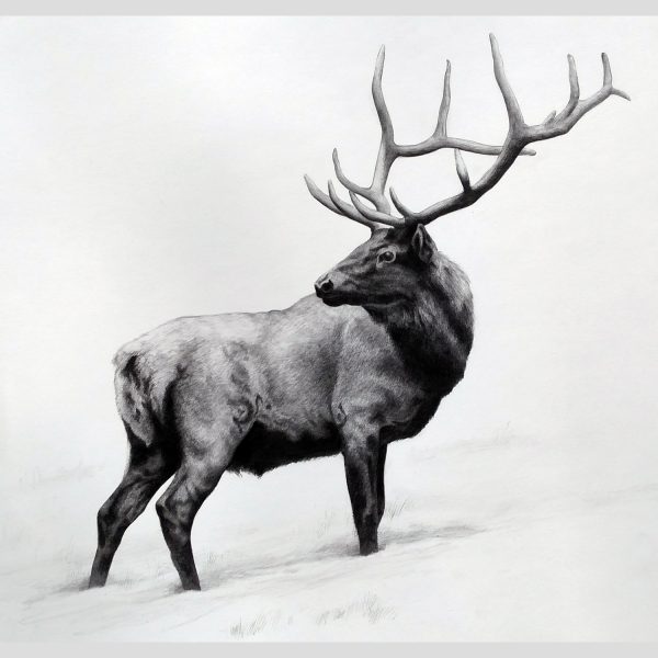 "Elk in Snow" SOLD