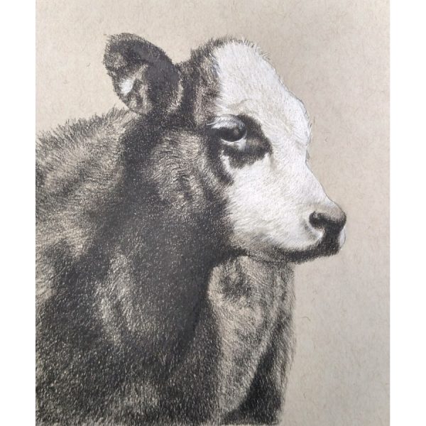 Calf drawing on toned paper-Sold