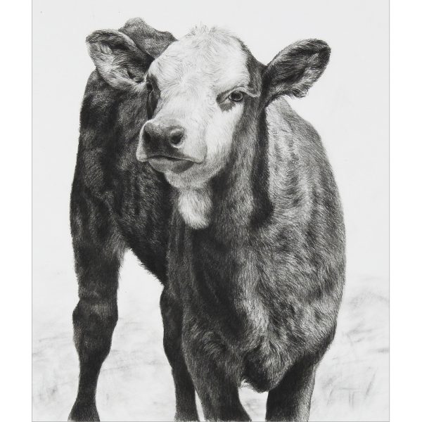 Curious -SOLD