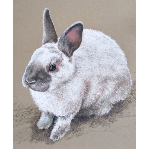 Bunny