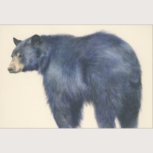 10 - Blue Bear