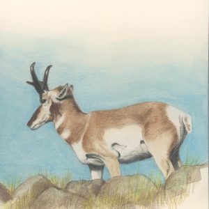 15 - Antelope