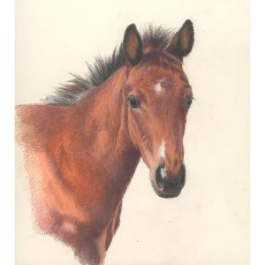 16 - Little Foal