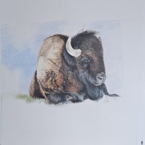 17 - Sleeping Bison