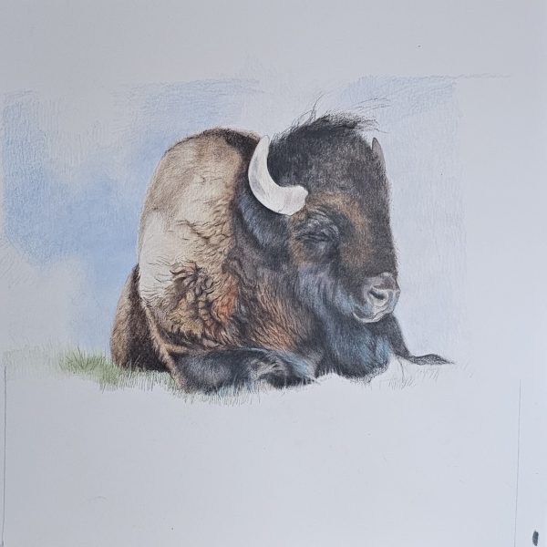 17 - Sleeping Bison