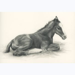 20 - Foal at Rest