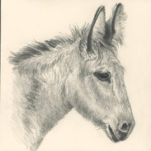 24 - Donkey