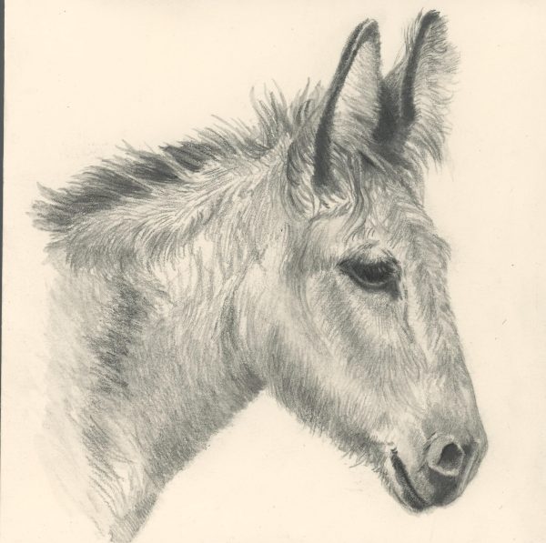 24 - Donkey