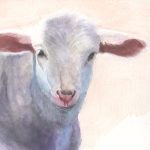 26 - Lamb