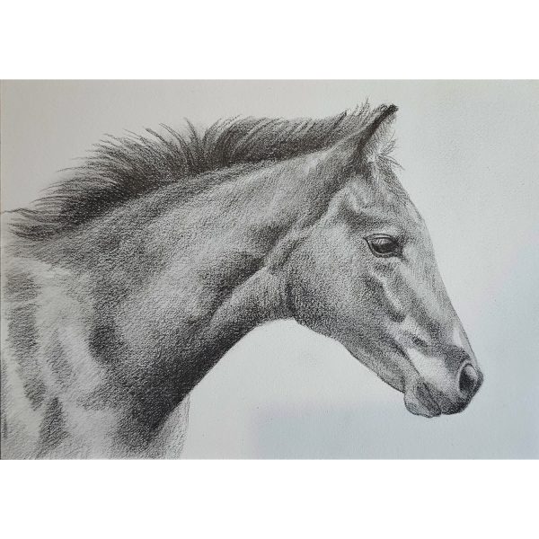 29 - Foal on panel
