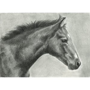 29 - Foal on panel