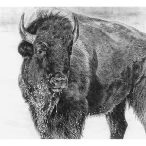 *Winter Bison