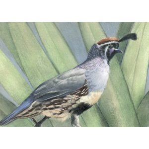 36 - Arizona Quail