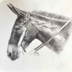48 - Mule